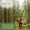 Pine Needle Essential Oil-lifestyle-image-7
