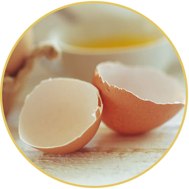 Egg Shells